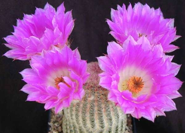 echinocactus_rigidissimus